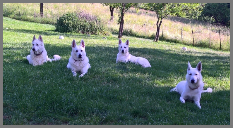 Unsere vier Weie Schferhunde