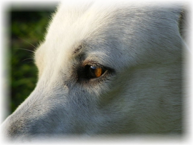 Weißer Schweizer Schäferhund Wesen und Charakter