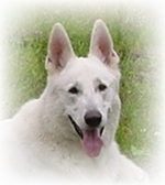 Weisser Schferhund Rde - Assi