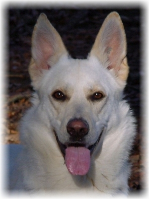 Weiße Schäferhunde - Dame Cessy