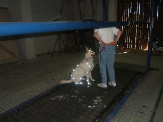 Weißer Schäferhund