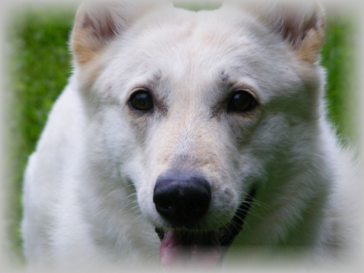  Charakter Weisser Schäferhund - Wesen - Weißer Schweizer Schäferhunde