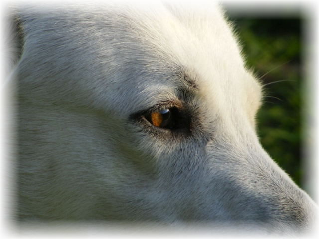 Charakter - Weißer Schweizer Schäferhund - Wesen - Weisser Schaeferhund