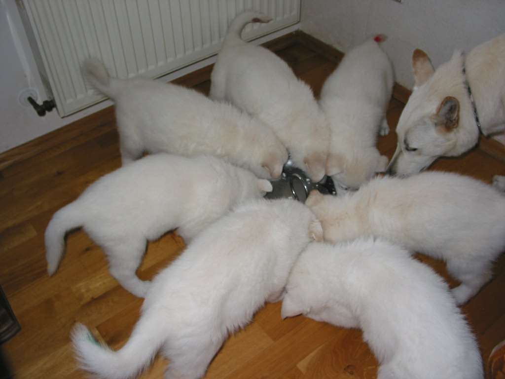 Welpenfutter Weiße Schweizer Schäferhunde Nahrung Weißer Schäferhunde Welpen