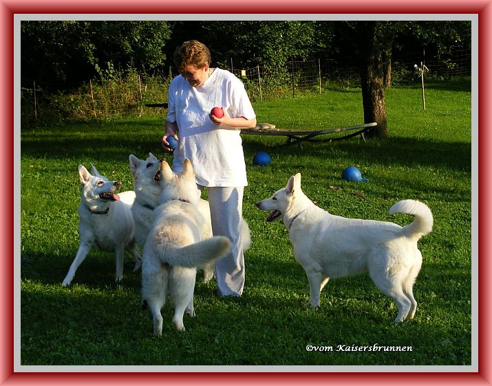 Weiße Schäferhunde Rudel vom Kaisersbrunnen im Spiel