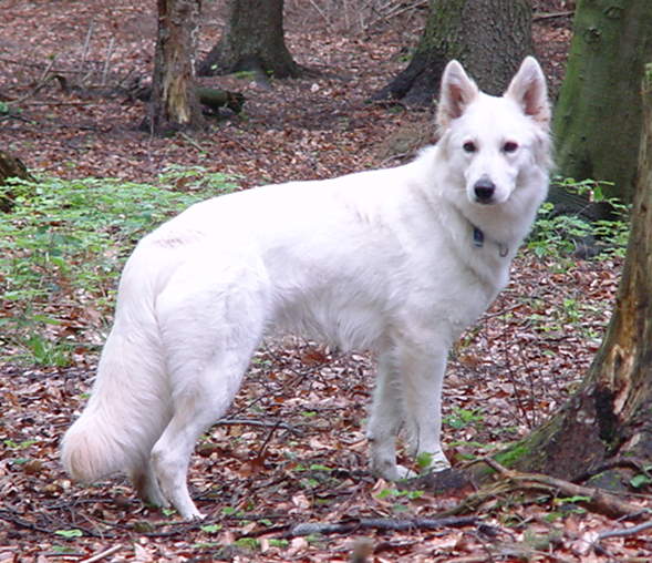 Weißer Schweizer Schäfehund Langstock Weisser Schäferhund langes Fell