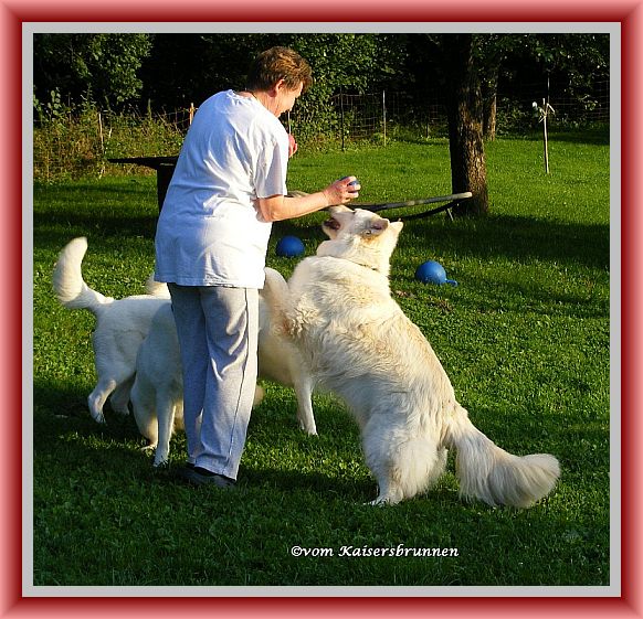 Weiße Schäferhunde in Aktion - Weisse Schweizer Schäferhunde beschäftigen
