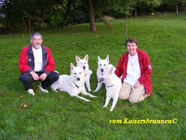Züchter - Weiße Schäferhunde - Welpen Stockhaar - Weiße Schäferhunde - Zucht