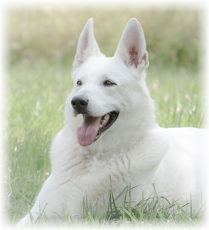 Fee Weißer Schäferhund