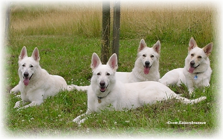 Delena, Assi, Cessy und Sue - Weiße Schäferhunde