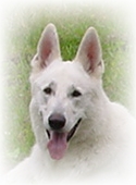 Weißer Schäferhund - unser Assi