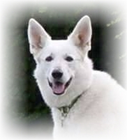Weißer Schäferhund Bina
