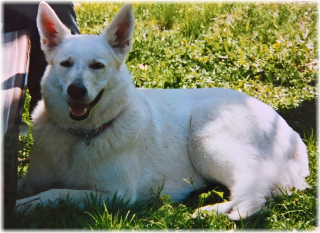 Bina- Weißer Schäferhund