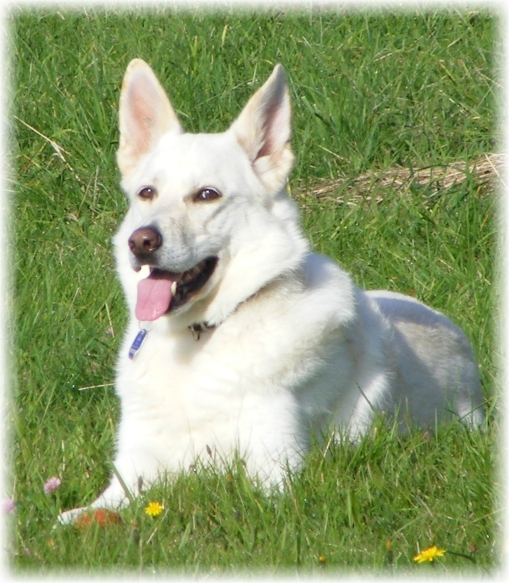 Cessy Weißer Schäferhund