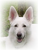 Delena - Weißer Schäferhund