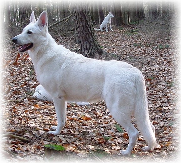 Delena Weißer Schäferhund
