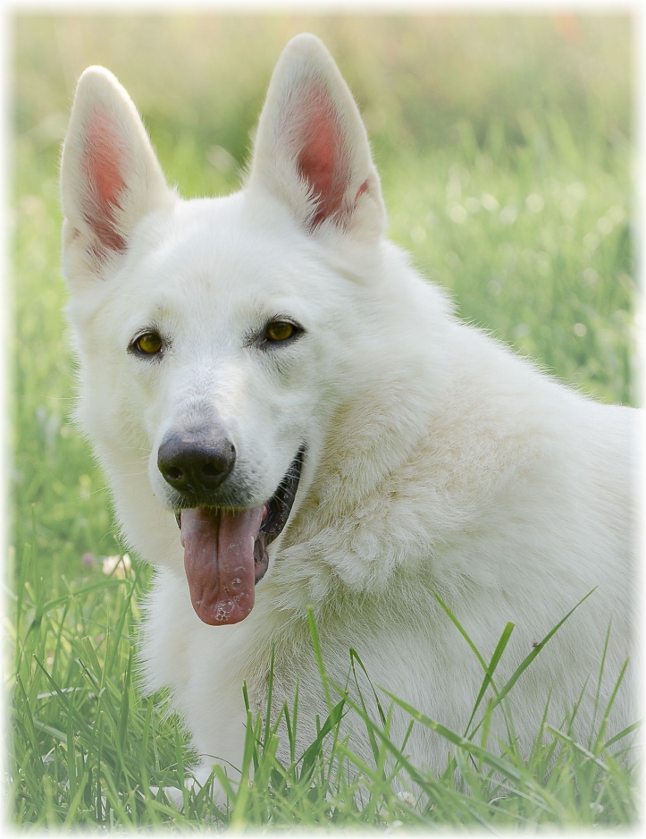 Maggie Weißer Schäferhund