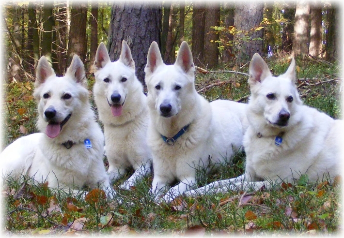Assi, Cessy, Sue und Hope Weiße Schäferhunde
