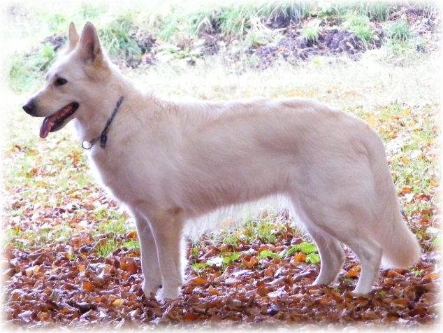 Sue Weißer Schäferhund