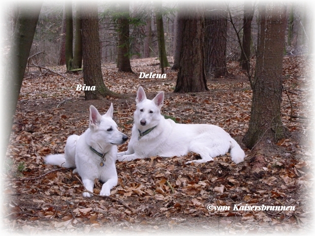 Bina und Delena - Weiße Schäferhund
