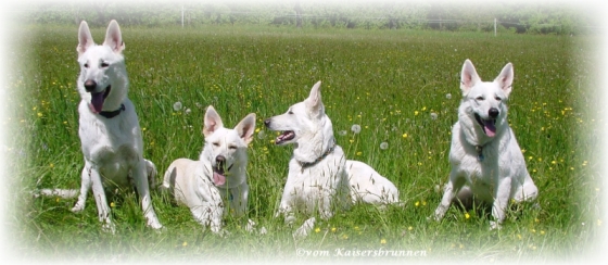 Weiße Schäferhunde Bina, Delena, Assi und Cessy