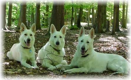 Delena, Assi und Cessy - Weiße Schäferhunde