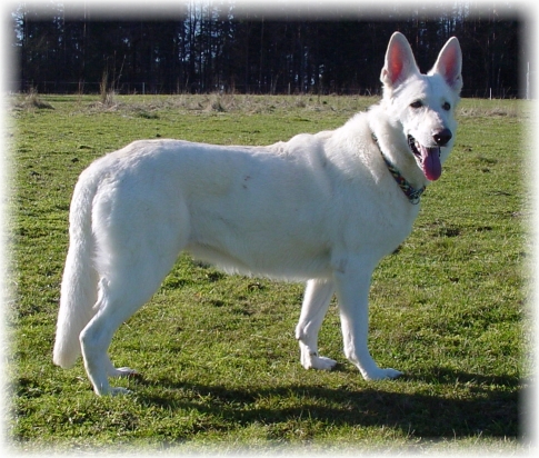 Weißer Schaeferhund Delena