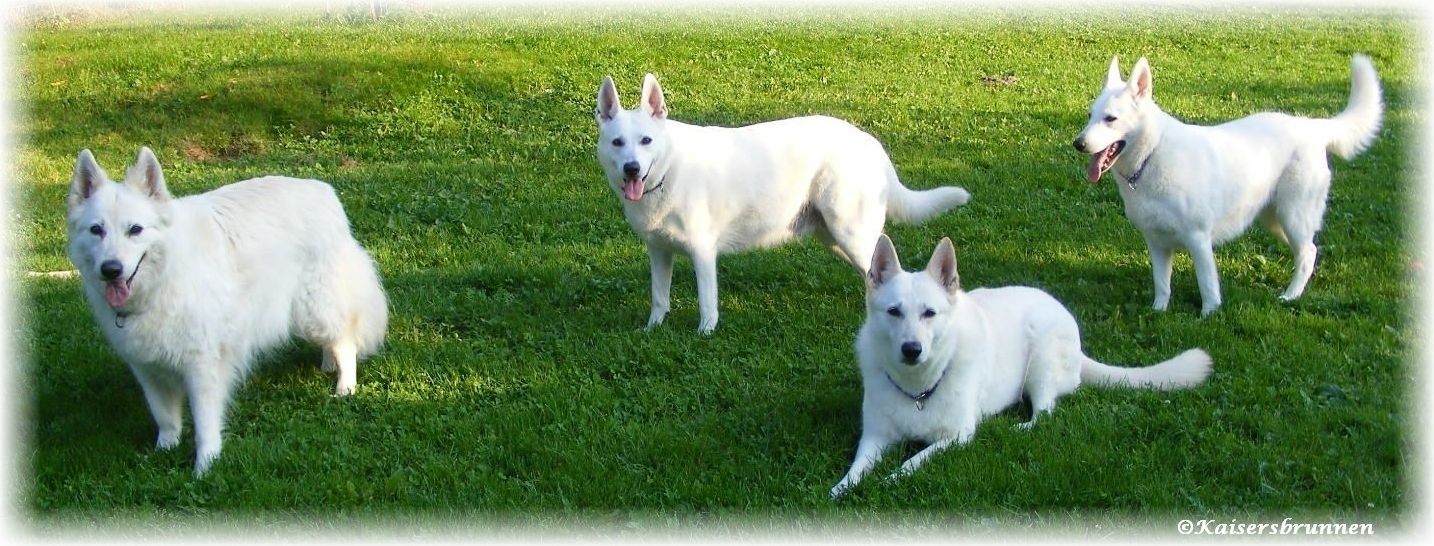 alle vier Weiße Schäferhunde vom Hause Kaisersbrunnen