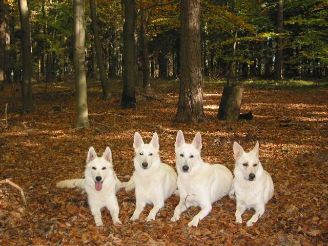 Weiße Schäferhunde - über uns