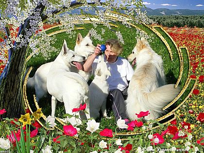 Weißer Schäferhund - Weiße Schäferhunde vom Hunde - Züchter