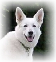 Weißer Schäferhund Bina