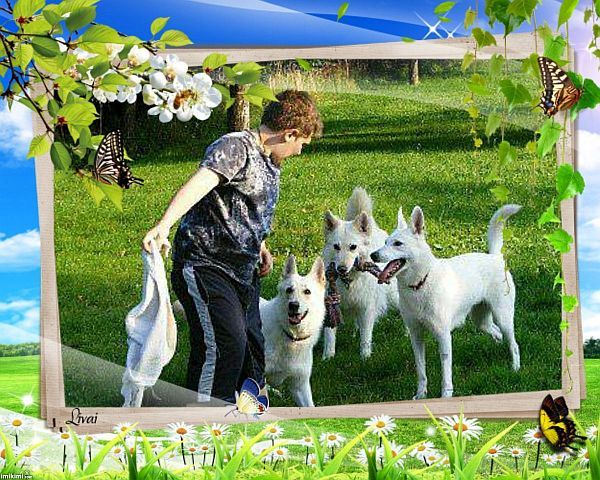 Weißer Schäferhund Auslauf und Beschäftigung.Ausstellung Hunderasse - Weisser Schweizer Schäferhunde
